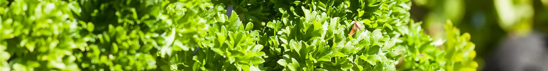 Petroselinum crispum Petroselinum crispum