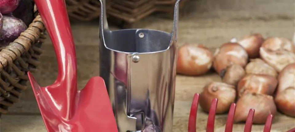 Ab in den Garten – Blumenzwiebeln im Frühjahr einpflanzen