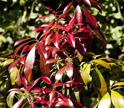 Pieris japonica 'Forest Flame' Pieris japonica 'Forest Flame'