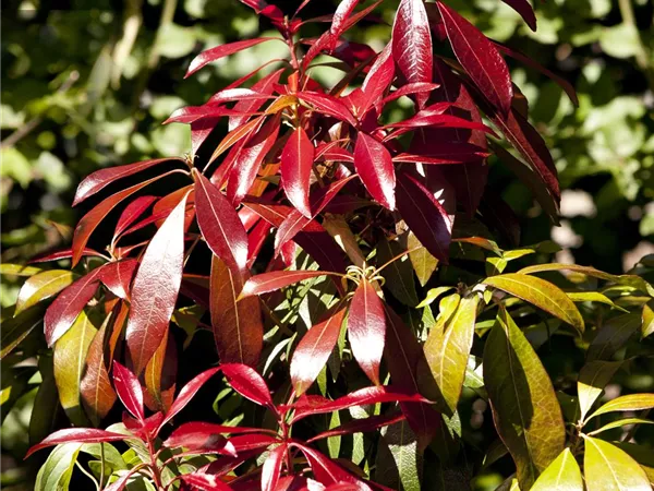 Pieris japonica 'Forest Flame' Pieris japonica 'Forest Flame'