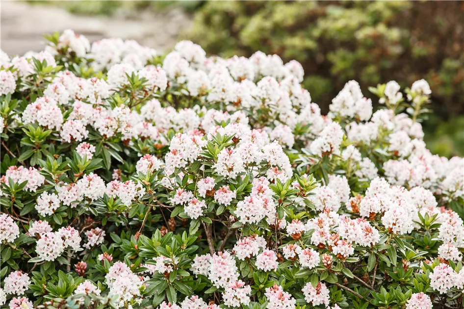 rhododendron xxl winterhart Rhododendron 'Hydon Velvet' Weiß-Rosa kaufen