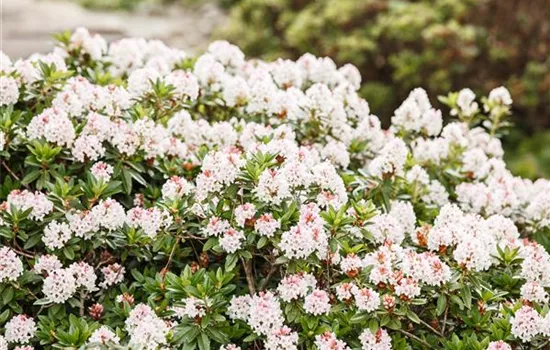 Rhododendron lut.'Anneke' II, Sommergrne Azalee 'Anneke' -  GartenBaumschule Fuhs