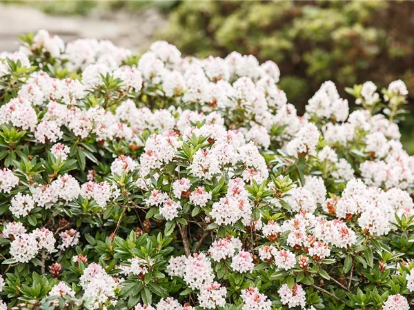 Rhododendron micranthum 'Bloombux' -R-