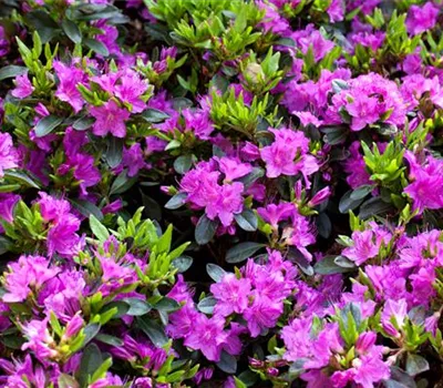 Rhododendron obt.'Königstein' III