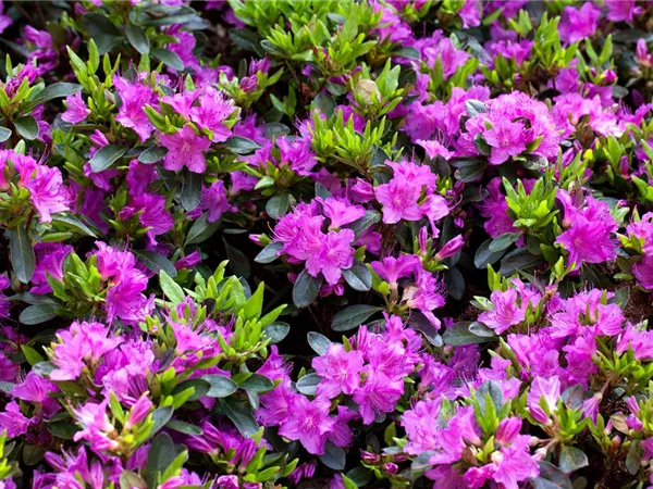 Rhododendron obt.'Königstein' III