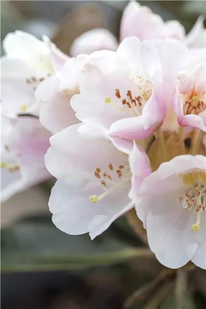 Rhododendron pachysanthum 'Silbervelours' III, Rhododendron pachysanthum  'Silbervelour' - GartenBaumschule Fuhs