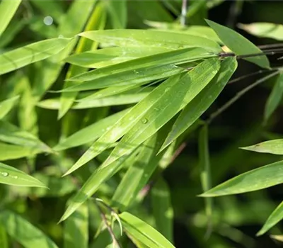 Fargesia nitida 'Black Pearl' Fargesia nitida 'Black Pearl'