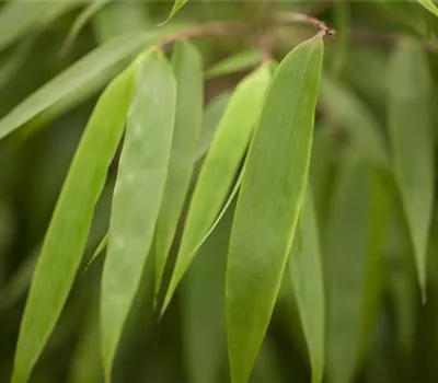 Fargesia rufa Fargesia rufa