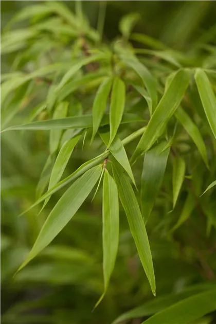 Fargesia rufa, Schirmbambus - GartenBaumschule Fuhs