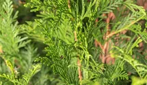 Thuja plicata 'Atrovirens', Lebensbaum - GartenBaumschule Fuhs