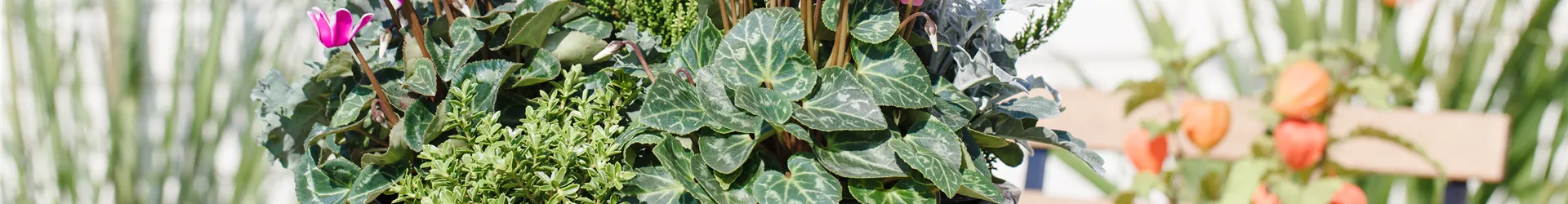 Cyclamen persicum 'Out-Land'