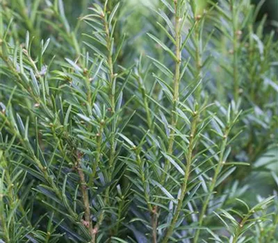 Taxus baccata 'Renke's Kleiner Grüner' -R-