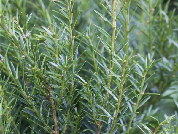 Taxus baccata 'Renke's Kleiner Grüner' -R- Taxus baccata 'Renke's Kleiner Grüner' -R-