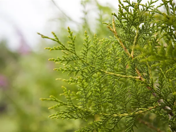 Thuja occidentalis 'Brabant' Thuja occidentalis 'Brabant'
