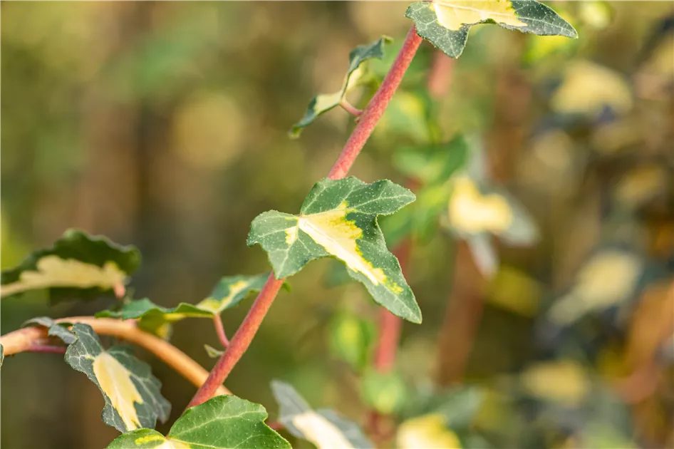 Hedera helix 'Goldheart', Gelbbunter Efeu - GartenBaumschule Fuhs