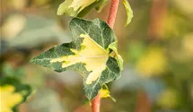 Hedera helix 'Goldheart', Gelbbunter Efeu - GartenBaumschule Fuhs