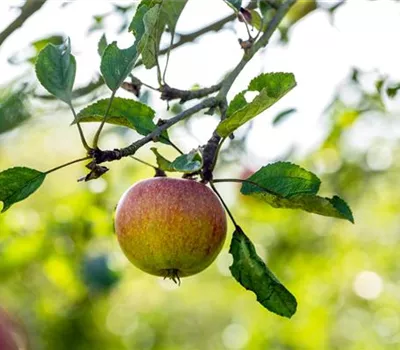 Malus 'Cox Orange Renette' CAC Malus 'Cox Orange Renette' CAC