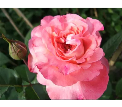 Rosa 'Augusta Luise' -R- TH VI Rosa 'Augusta Luise' -R- TH VI