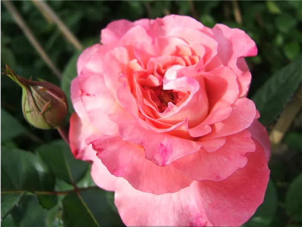 Rosa 'Augusta Luise' -R- TH VI Rosa 'Augusta Luise' -R- TH VI