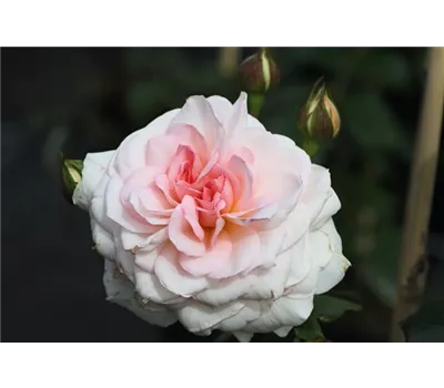 Rosa 'Bremer Stadtmusikanten' -R- STR V