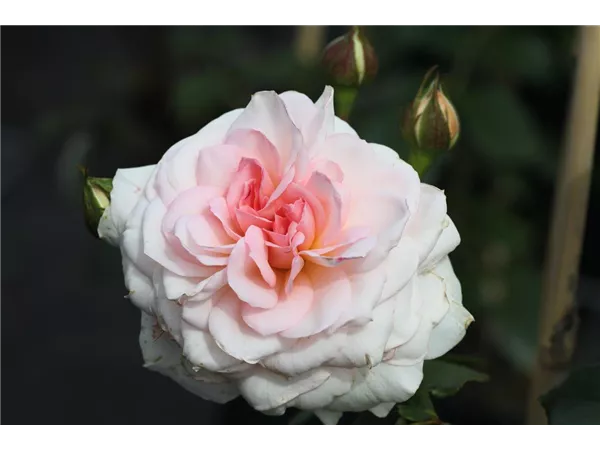 Rosa 'Bremer Stadtmusikanten' -R- STR V