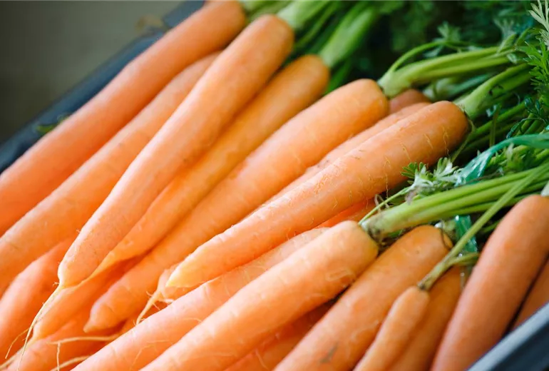 Daucus carota var. sativus