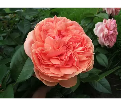 Rosa 'Chippendale' -R- STR VI