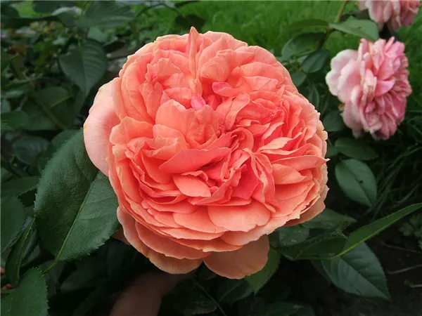 Rosa 'Chippendale' -R- STR VI