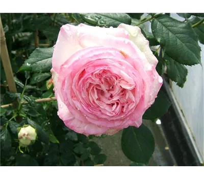 Rosa 'Eden Rose '85' -R- STR V