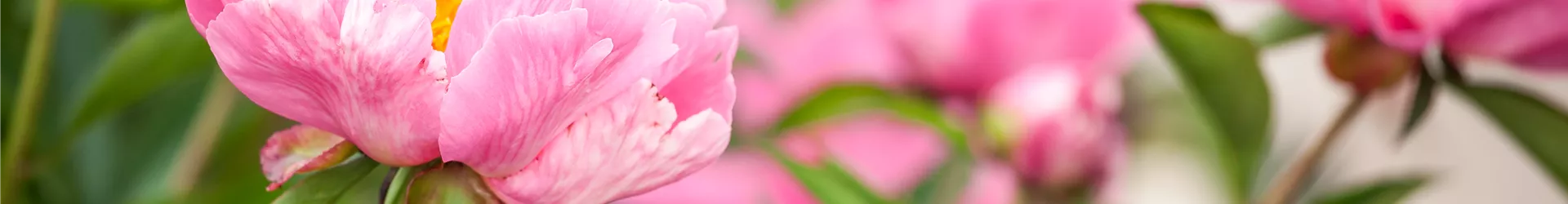 Paeonia lactiflora Paeonia lactiflora