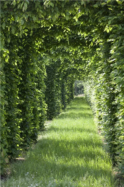 Fagus sylvatica, Rot-Buche - GartenBaumschule Fuhs