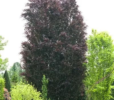 Fagus sylvatica purpurea Fagus sylvatica purpurea