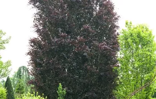Fagus sylvatica 'Mercedes', Rotbuche 'Mercedes' - GartenBaumschule Fuhs