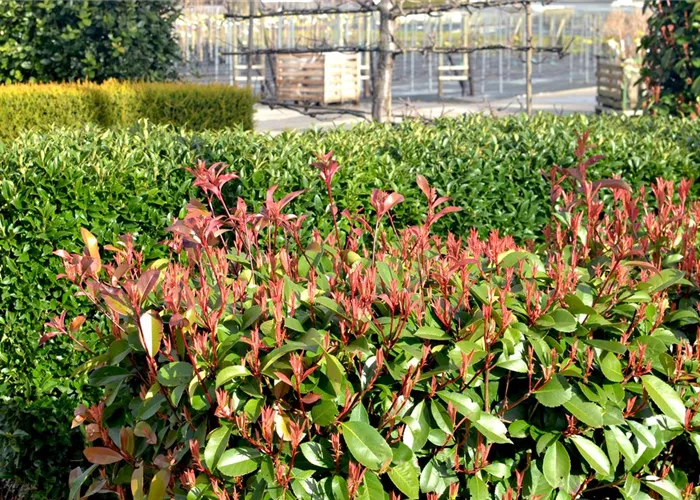 Heckenpflanzen Heckenpflanzen