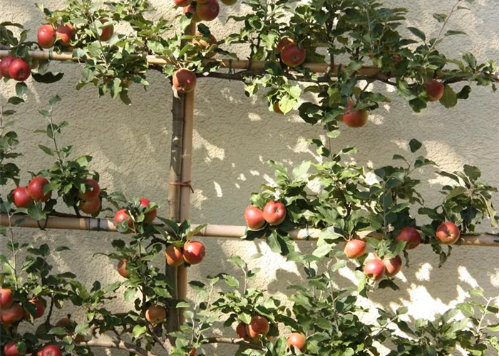 Obstgehölze Obstgehölze