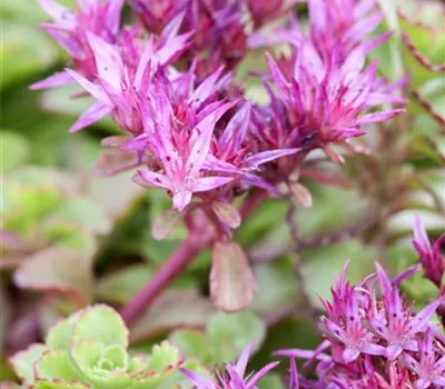 Sedum spurium 'Fuldaglut' Sedum spurium 'Fuldaglut'