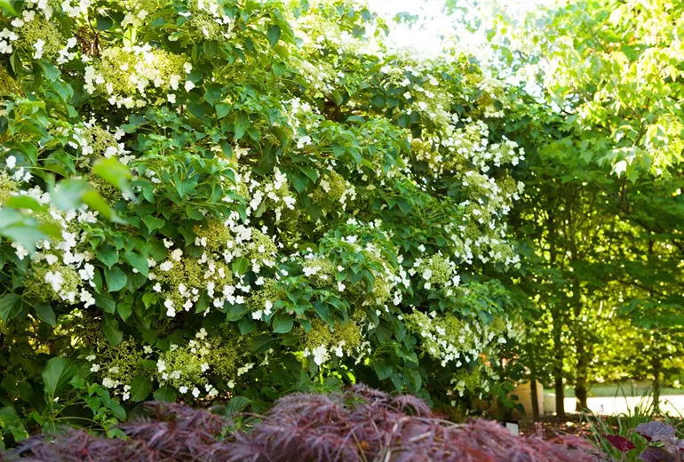Hydrangea petiolaris