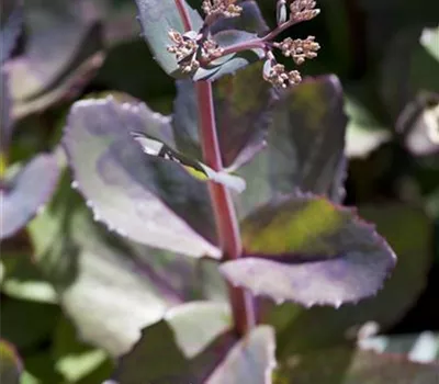 Sedum telephium 'Matrona'