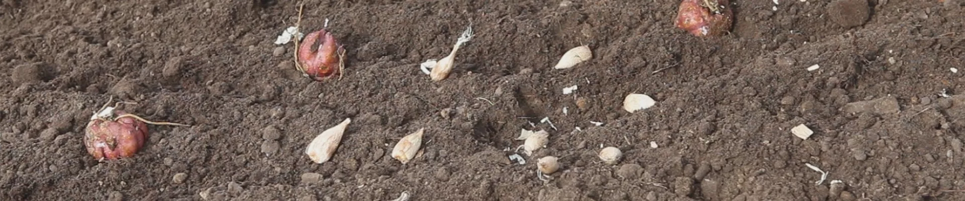 Blumenzwiebeln - Einpflanzen im Garten (thumbnail) Blumenzwiebeln - Einpflanzen im Garten (thumbnail)