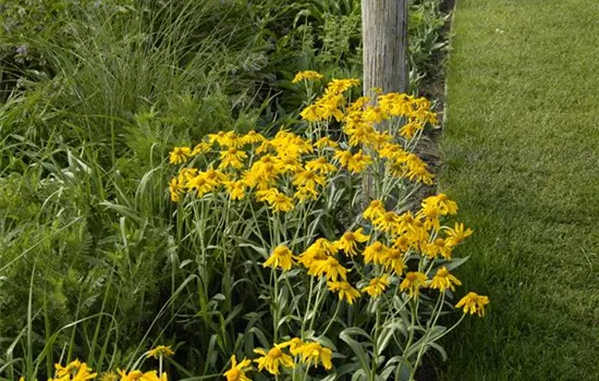 Helenium hoopesii Helenium hoopesii