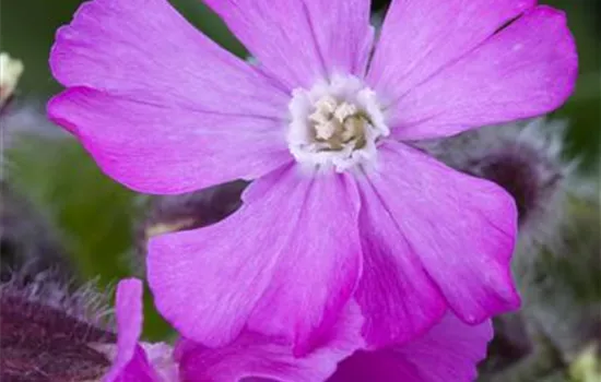 Silene schafta Silene schafta