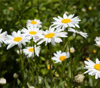 Chamaemelum nobile 'Plena'