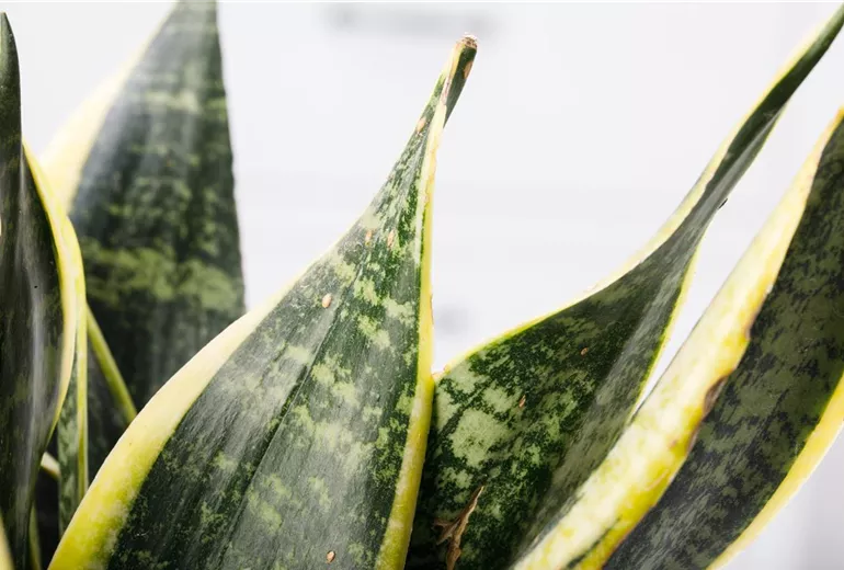 Sansevieria trifasciata