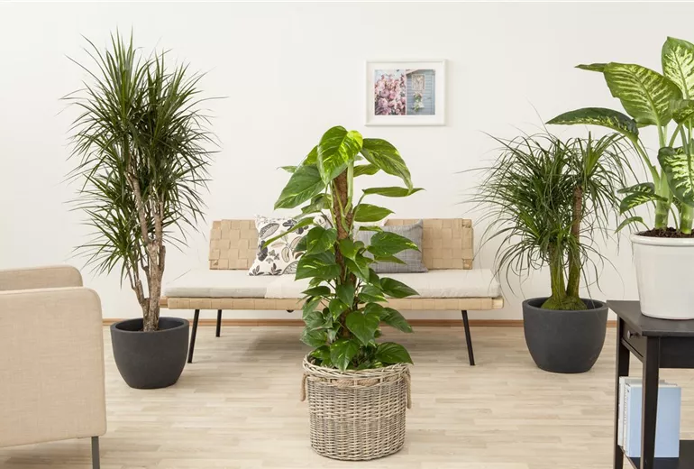 Philodendron scandens