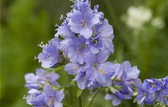 Polemonium reptans 'Blue Pearl' Polemonium reptans 'Blue Pearl'