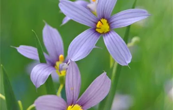 Sisyrinchium angustifolium Sisyrinchium angustifolium
