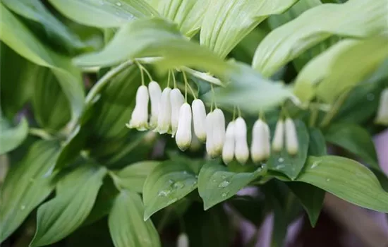 Polygonatum biflorum Polygonatum biflorum