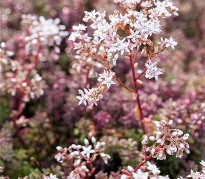 Sedum album 'Coral Carpet' Sedum album 'Coral Carpet'