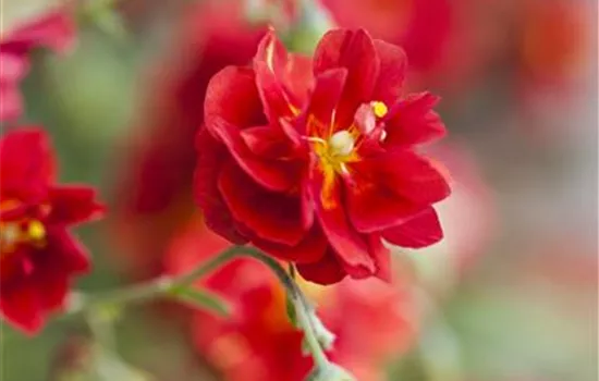 Helianthemum x cult.'Rubin' Helianthemum x cult.'Rubin'