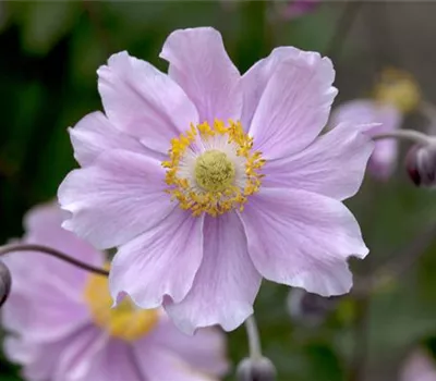 Anemone hupehensis 'Septembercharme' Anemone hupehensis 'Septembercharme'